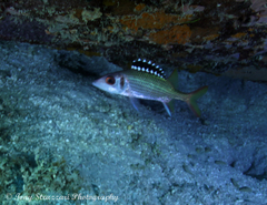 Neoniphon opercularis