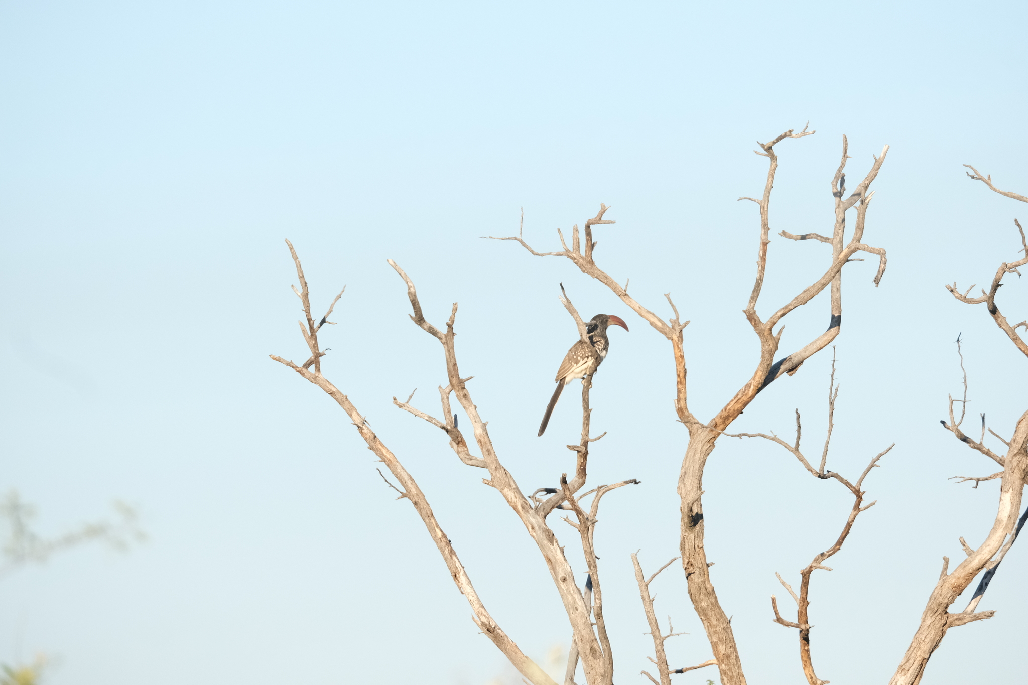 Monteiro's Hornbill (Tockus monteiri), photo 7