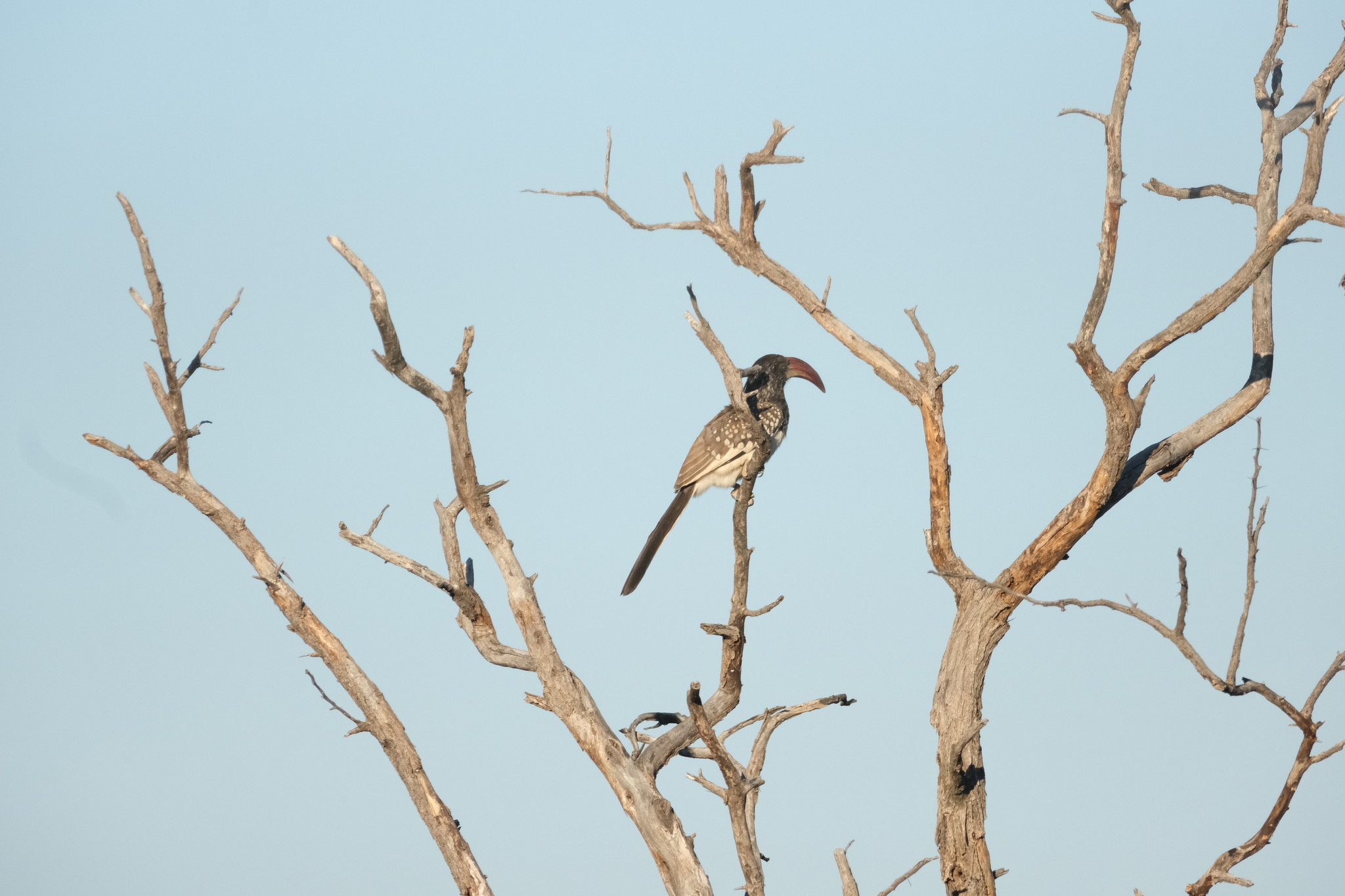 Monteiro's Hornbill (Tockus monteiri), photo 8