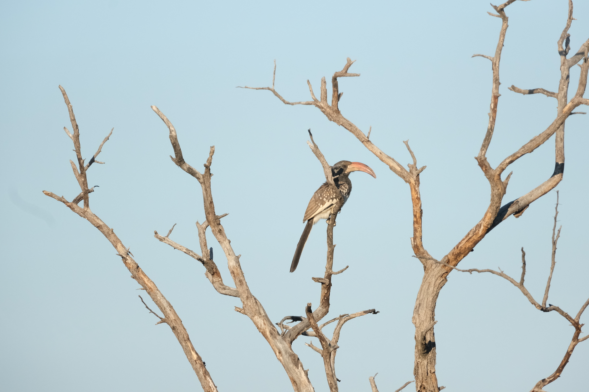 Monteiro's Hornbill (Tockus monteiri), photo 9