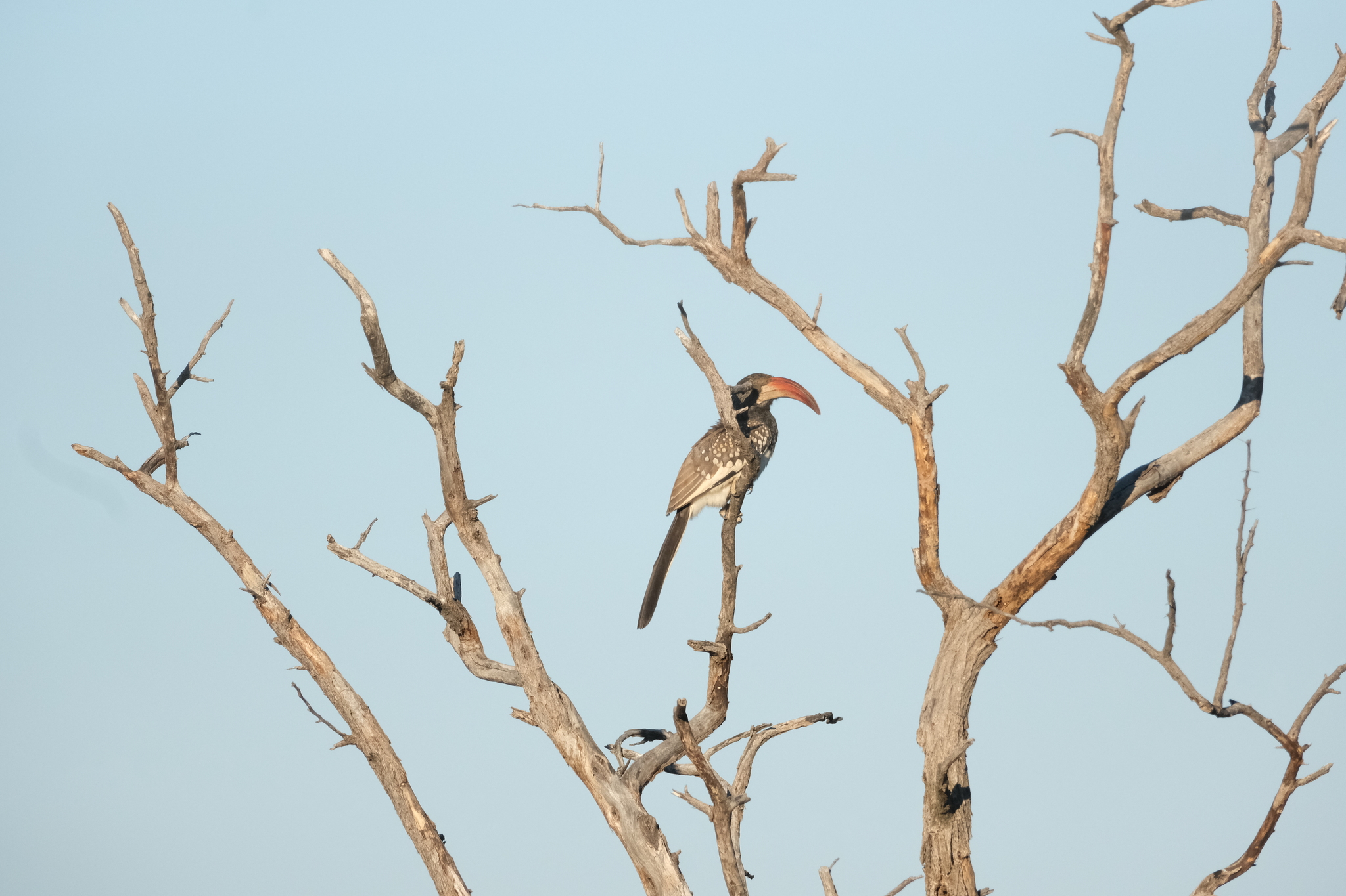 Monteiro's Hornbill (Tockus monteiri), photo 10