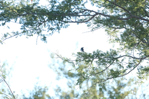 Pririt Batis (Batis pririt), photo 6