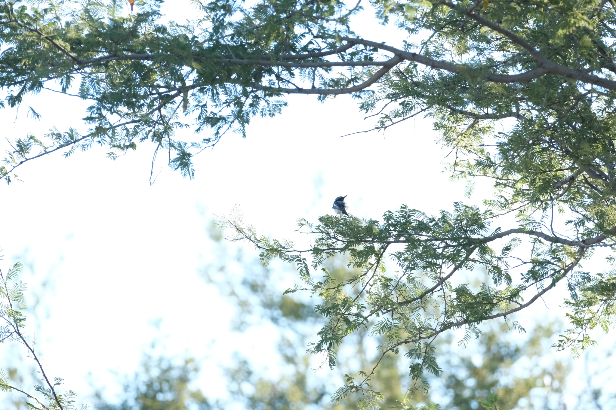 Pririt Batis (Batis pririt), photo 3