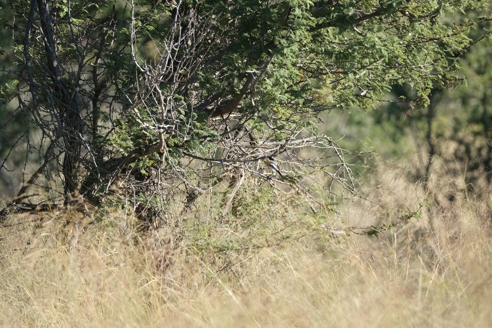 Pririt Batis (Batis pririt), photo 4