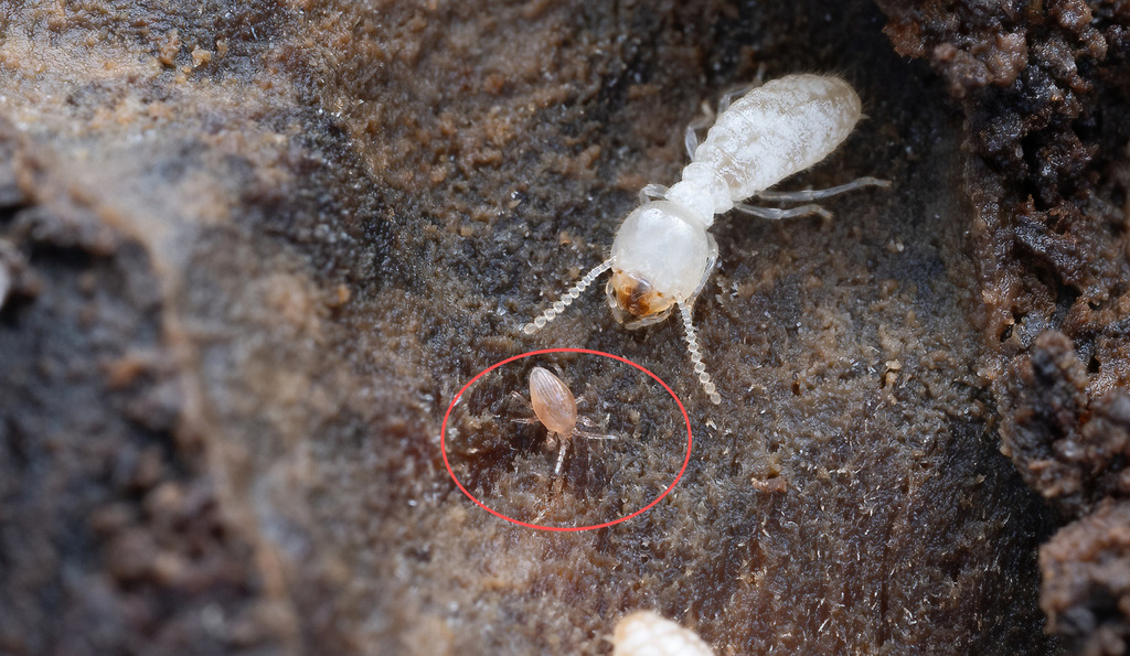 Gagini Insect Gamasina from 中国浙江省杭州市西湖区 on March 17, 2026 at 03:15 PM by Li Jianbo ...