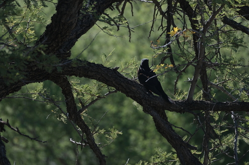Black Cuckoo (Cuculus clamosus), photo 7