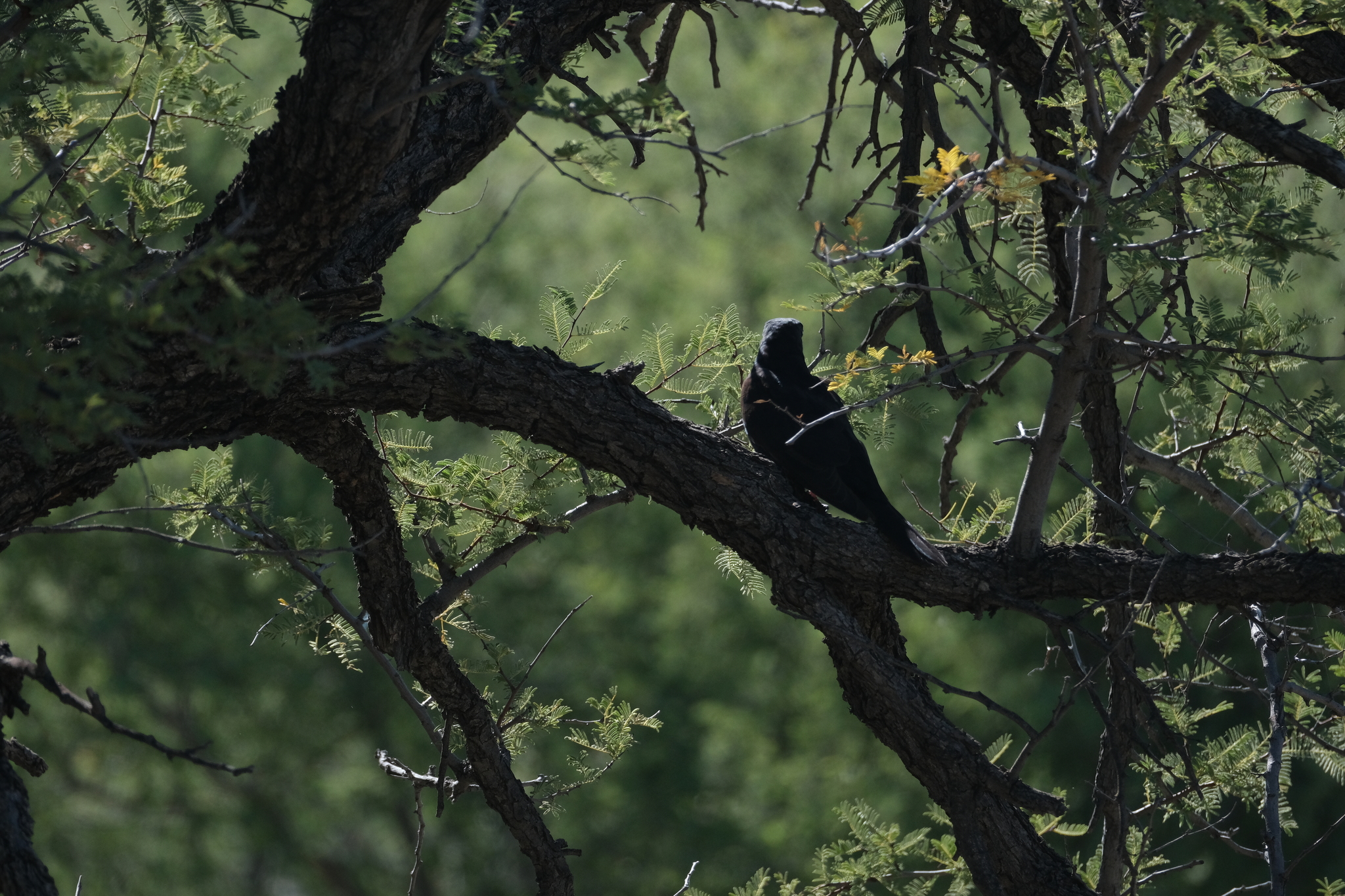 Black Cuckoo (Cuculus clamosus), photo 7