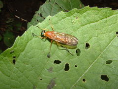 Ptecticus testaceus