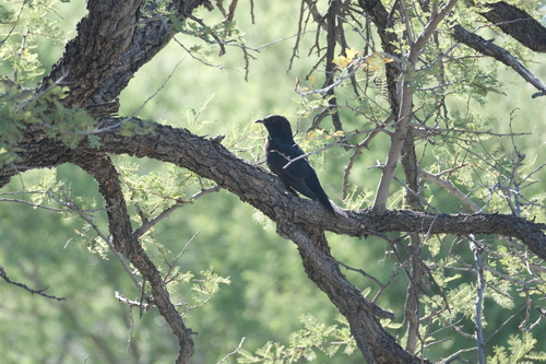 Black Cuckoo (Cuculus clamosus), photo 8