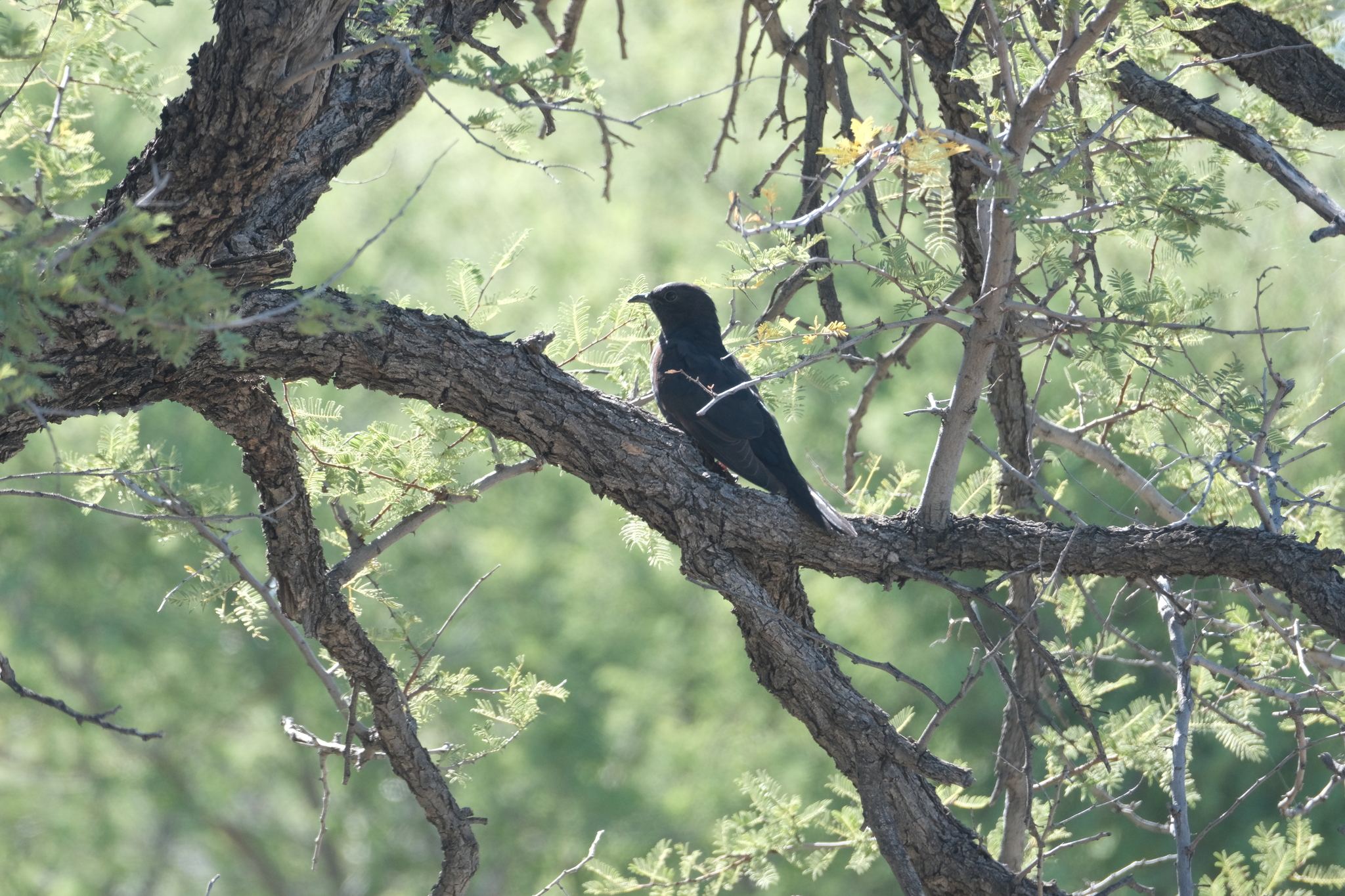 Black Cuckoo (Cuculus clamosus), photo 8