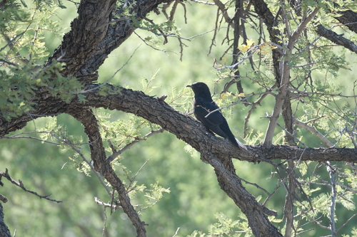 Black Cuckoo (Cuculus clamosus), photo 9