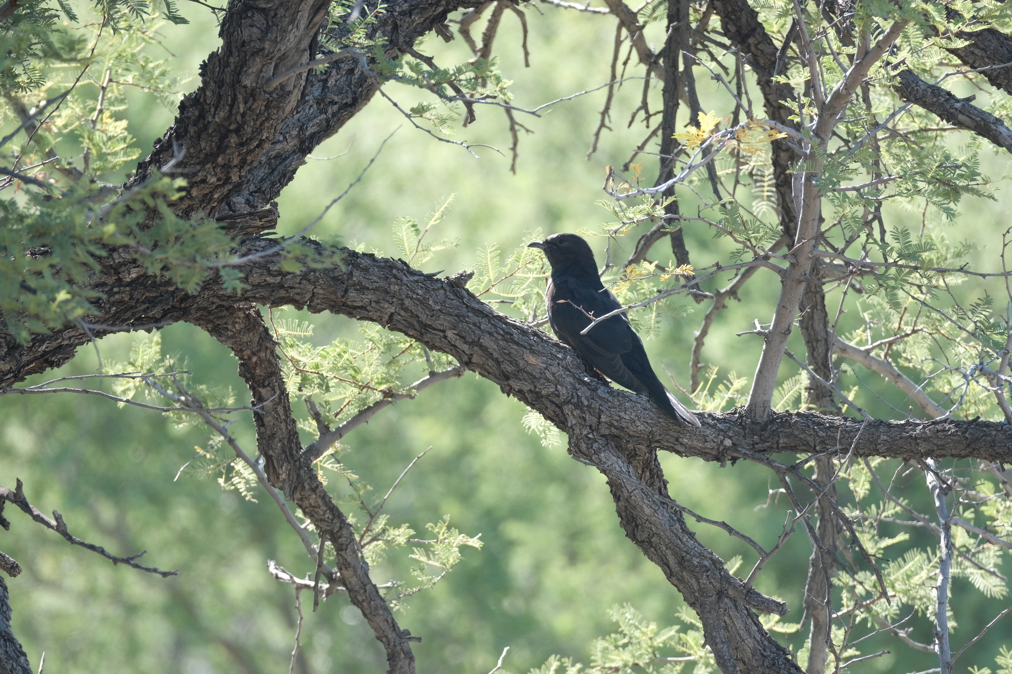 Black Cuckoo (Cuculus clamosus), photo 9