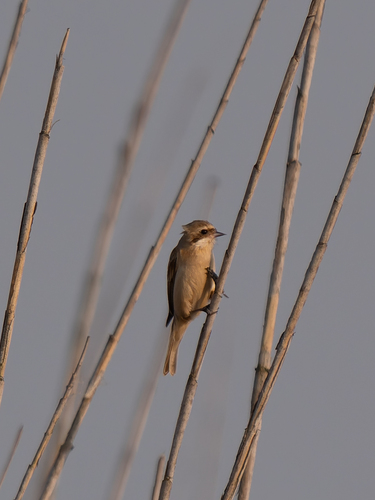 Chinese Penduline Tit (Remiz consobrinus), photo 2