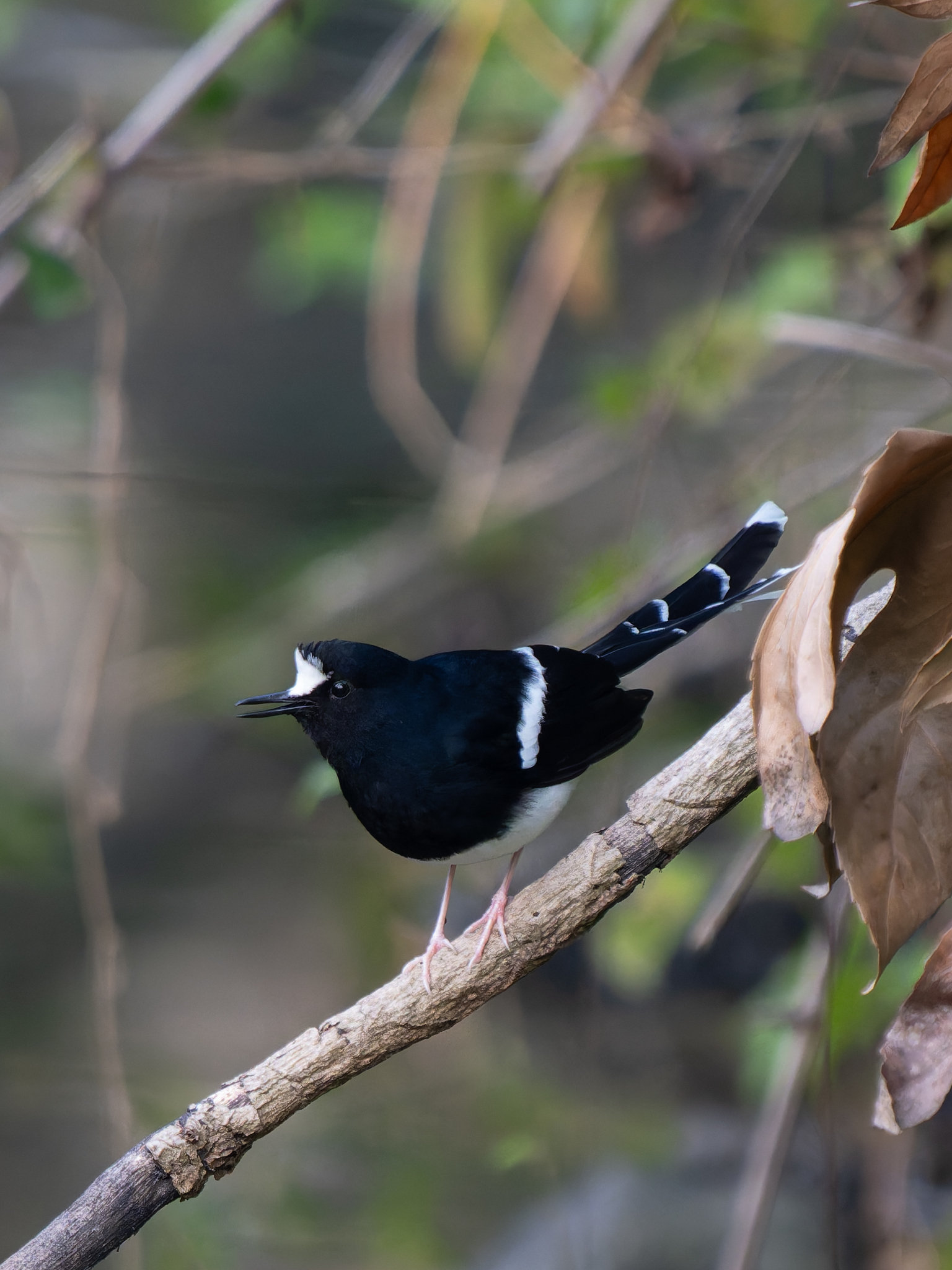 White-crowned Forktail (Enicurus leschenaulti), photo 5