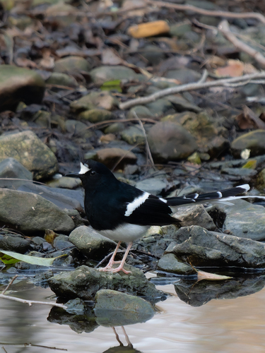 White-crowned Forktail (Enicurus leschenaulti), photo 5