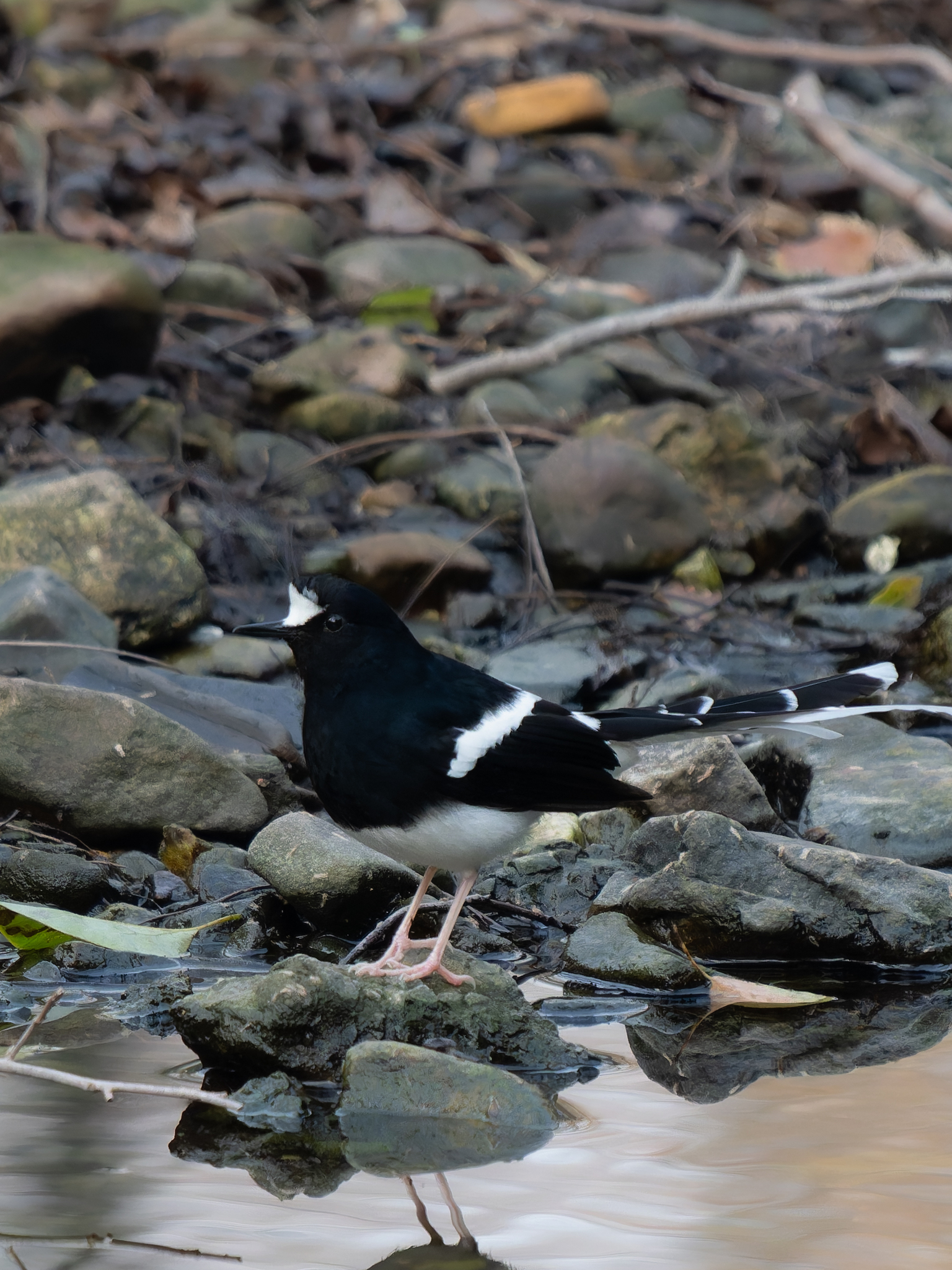 White-crowned Forktail (Enicurus leschenaulti), photo 6
