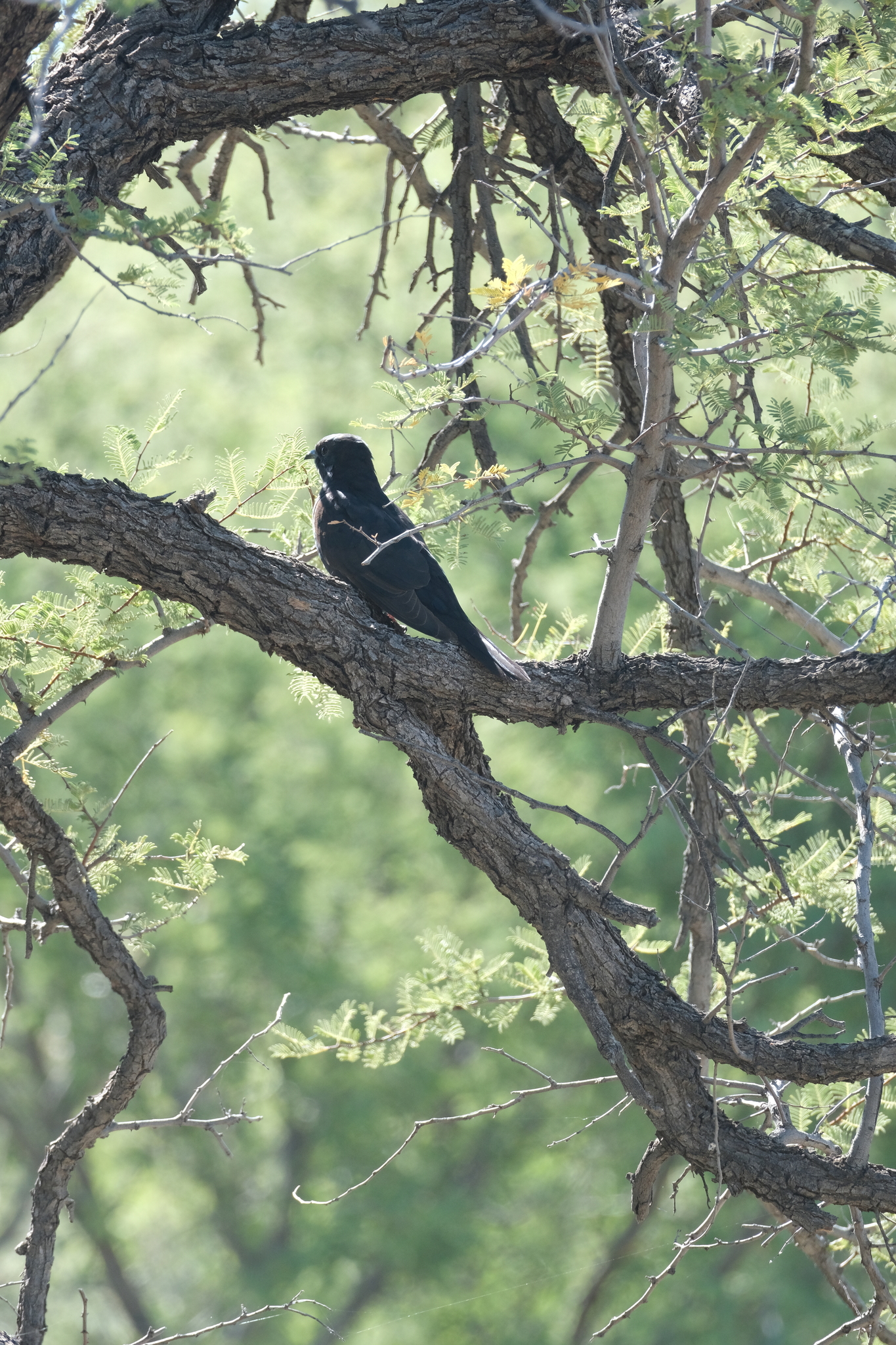 Black Cuckoo (Cuculus clamosus), photo 10