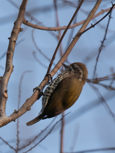 Speckled Piculet (Picumnus innominatus), photo 5