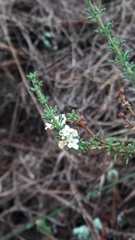 Acantholippia seriphioides