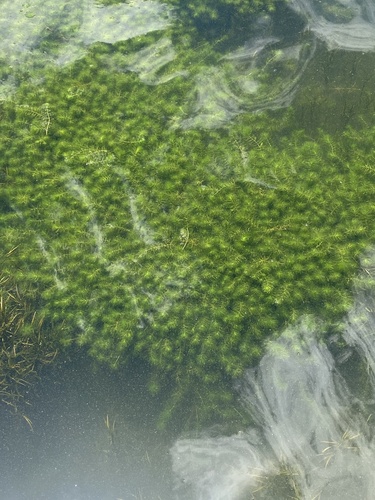 Myriophyllum quitense, 2026-03-14