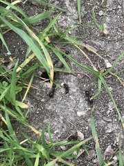 Camponotus dumetorum