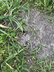 Camponotus dumetorum