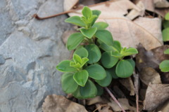 Peperomia liebmannii