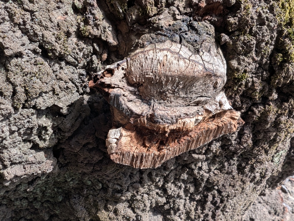 Ganoderma applanatum · March 2026 · photo: © atsushi_nakajima_cirque (iNaturalist, cc-by)