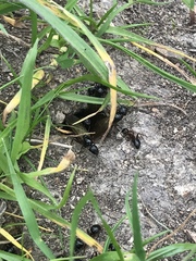 Camponotus dumetorum