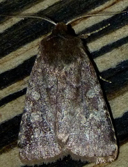 Cerastis tenebrifera