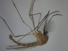 Culex quinquefasciatus