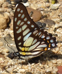 Graphium chironides