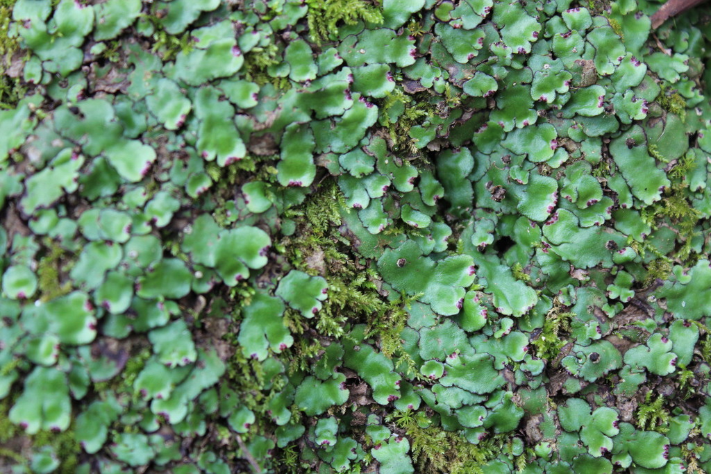 Plagiochasma crenulatum