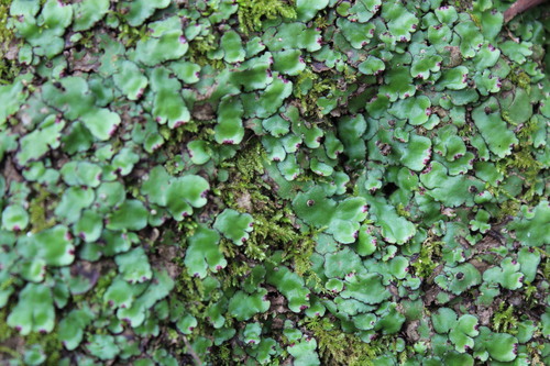 Plagiochasma crenulatum