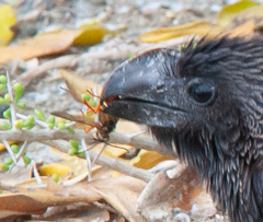 Sphex jamaicensis