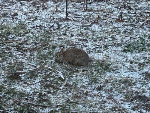 iNaturalist observation photo of Eastern Cottontail
