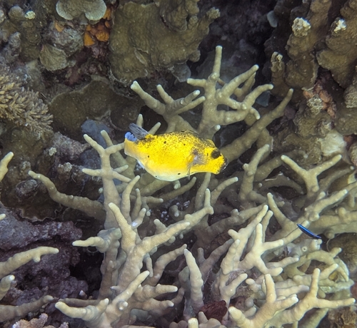 Arothron nigropunctatus