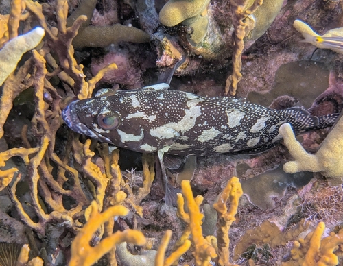 Epinephelus ongus