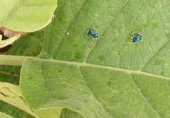 Heterocoris dilatatus