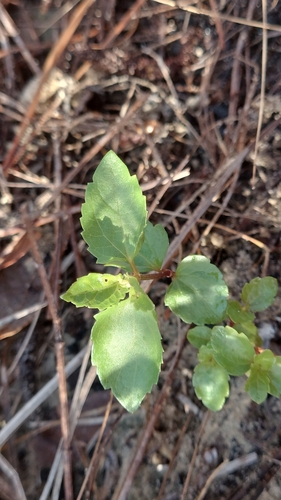 hammock snakeroot (Ageratina jucunda)