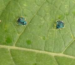 Heterocoris dilatatus