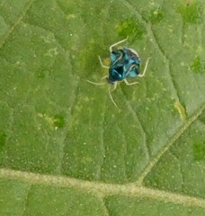 Heterocoris dilatatus