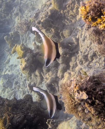 Heniochus chrysostomus