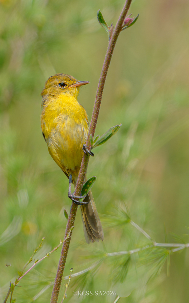 African Yellow-Warbler (Iduna natalensis) photo