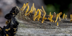 Calocera guepinioides