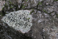 Buellia trachyspora