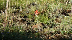Castilleja integra