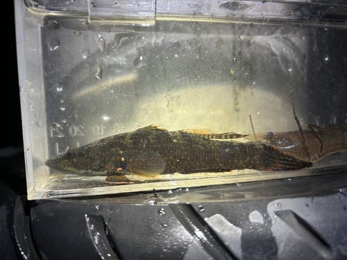 Ambon gudgeon (Butis amboinensis) — Eleotridae — 3