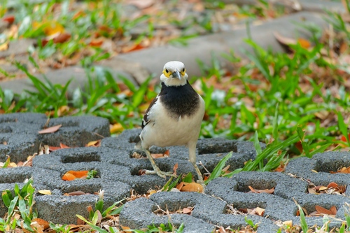 Black-collared Starling (Gracupica nigricollis), photo 8