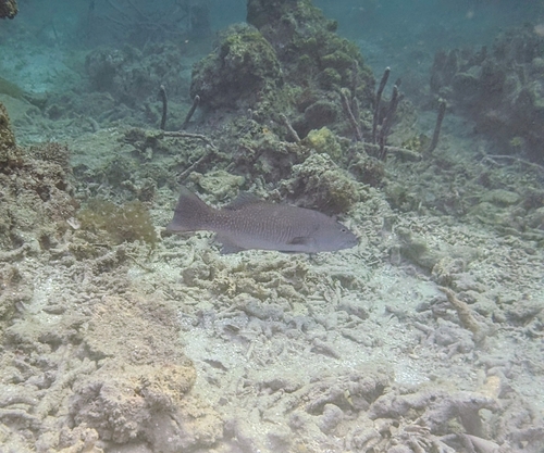 Plectropomus oligacanthus